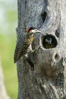 Green barred Woodpecker in forest environment,  La Pampa province, Patagonia, Argentina. photo