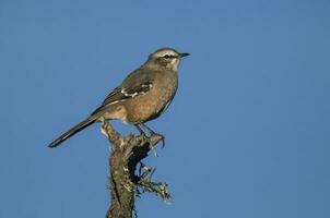 Patagonian Mockingbird, Peninsula Valdes,Patagonia, Argentina photo