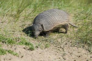 Hairy Armadillo, in grassland environment, Peninsula Valdes, Patagonia, Argentina photo