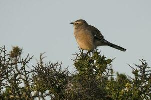 Patagonian Mockingbird, Peninsula Valdes,Patagonia, Argentina photo