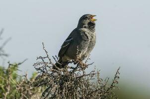Carbonated Sierra Finch, Argentine endemic specie, Patagonia, Argentina photo