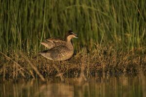 Silver Teal, Spatula versicolor, in lagoon environment, La Pampa, Argentina. photo