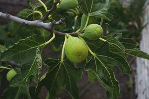 Figs on the plant, ready to harvest, La Pampa, Argentina photo