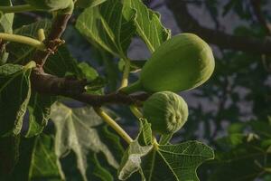 Figs on the plant, ready to harvest, La Pampa, Argentina photo