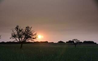 solitario árbol en la pampa a atardecer, patagonia,argentina foto