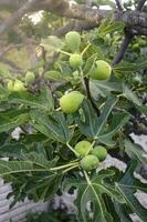 higos en el planta, Listo a cosecha, la pampa, argentina foto