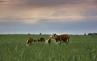 vacas levantamiento con natural pastos en pampa campo, la pampa provincia, patagonia, argentina. foto