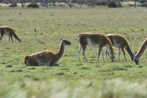 Lama animal, , in pampas grassland environment, La Pampa province, Patagonia,  Argentina photo