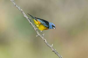 Blue and Yellow Tanager, Thraupis bonariensis, Calden Forest, La Pampa, Argentina photo