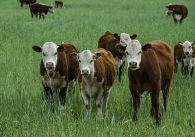 Countryside landscape with cows grazing, La Pampa, Argentina photo