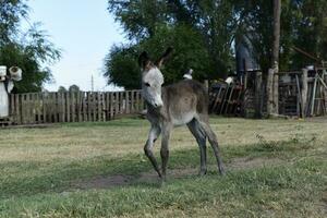 Donkey newborn baby in farm, Argentine Countryside photo