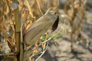 Corn cob growing on plant ready to harvest, Argentine Countryside, Buenos Aires Province, Argentina photo