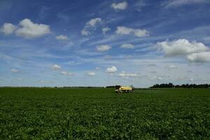 Soybean crop field , in the Buenos Aires Province Countryside, Argentina. photo