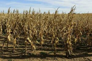 Corn cob growing on plant ready to harvest, Argentine Countryside, Buenos Aires Province, Argentina photo