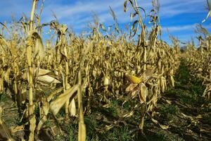 Corn cob growing on plant ready to harvest, Argentine Countryside, Buenos Aires Province, Argentina photo