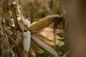 Corn cob growing on plant ready to harvest, Argentine Countryside, Buenos Aires Province, Argentina photo