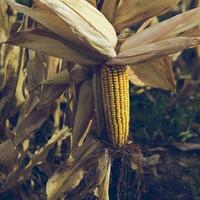 Corn cob growing on plant ready to harvest, Argentine Countryside, Buenos Aires Province, Argentina photo