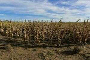 Corn cob growing on plant ready to harvest, Argentine Countryside, Buenos Aires Province, Argentina photo