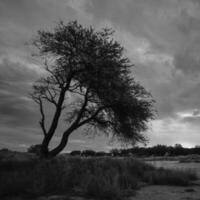 Pampas tree landscape, La Pampa province, Patagonia, Argentina. photo