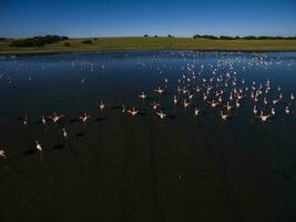 Flamingos in patagonia , Aerial View photo