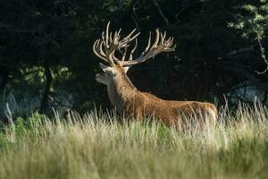 Red deer, Male roaring in La Pampa, Argentina, Parque Luro, Nature Reserve photo