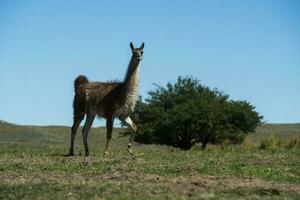 Guanacos in Pampas grass environment, La Pampa, Patagonia, Argentina. photo