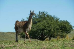 Guanacos in Pampas grass environment, La Pampa, Patagonia, Argentina. photo