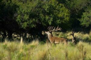 Red deer, Male roaring in La Pampa, Argentina, Parque Luro, Nature Reserve photo