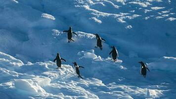 Gentoo Penguin,Pygoscelis papua, on iceberg, Antartica photo