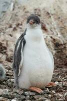 Gentoo Penguin on the beach,feeding his chick, Port Lockroy , Goudier Island, Antartica photo