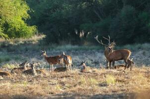 Red deer, Male roaring in La Pampa, Argentina, Parque Luro, Nature Reserve photo