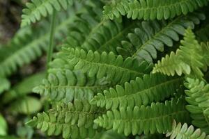 Ferns in Quebrada del Condorito  National Park,Cordoba province, Argentina photo