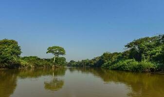 selva en el costa de el río, pantanal, Brasil foto