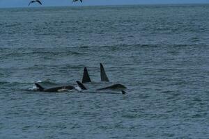 asesino ballena, orca, caza un mar leones , península Valdés, Patagonia argentina foto