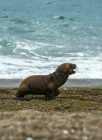 South American  Sea Lion Otaria flavescens Female,Peninsula Valdes ,Chubut,Patagonia, Argentina photo