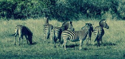 Herd of zebras in the African savannah photo