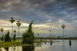 aves rebaño paisaje en la estrella pantano, Formosa provincia, argentina. foto