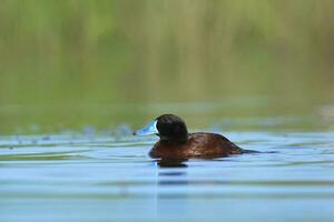 Lake Duck in Pampas Lagoon environment, La Pampa Province, Patagonia , Argentina. photo