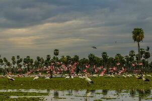 aves rebaño paisaje en la estrella pantano, Formosa provincia, argentina. foto