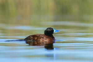 Lake Duck in Pampas Lagoon environment, La Pampa Province, Patagonia , Argentina. photo