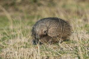 peludo armadillo, en pradera ambiente, península Valdés, Patagonia, argentina foto