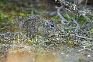 Desert Cavi, Lihue Calel National Park, La Pampa Province, Patagonia , Argentina photo