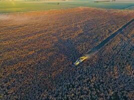 Sorghum harvest, in La Pampa, Argentina photo