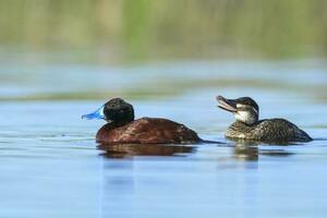 Lake Duck in Pampas Lagoon environment, La Pampa Province, Patagonia , Argentina. photo