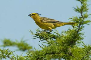 amarillo cardenal, gobernadora cresta, en peligro de extinción especies en la pampa, argentina foto