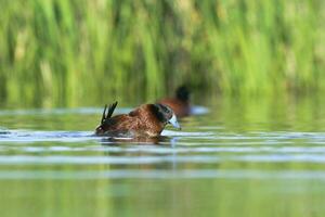 Lake Duck in Pampas Lagoon environment, La Pampa Province, Patagonia , Argentina. photo