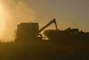 Soybean harvest in Argentine countryside,La Pampa, Argentina photo