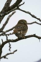 Ferruginous Pygmy owl, Glaucidium brasilianum, Calden forest, La Pampa Province, Patagonia, Argentina. photo