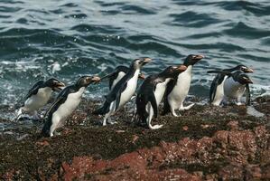 rockhopper pingüino, pingüino isla, puerto deseado, Papa Noel cruz provincia, Patagonia argentina foto