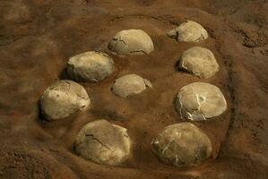 Titanosaurus Australis, fossized eggs, prehistoric animal inhabitant of Patagonia,  Argentina. photo